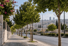 أمانة عمّان تحدد 22 نوعاً من الأشجار للأرصفة وتوضح آلية الإزالة
