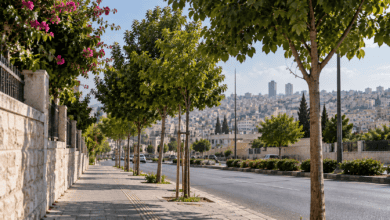أمانة عمّان تحدد 22 نوعاً من الأشجار للأرصفة وتوضح آلية الإزالة